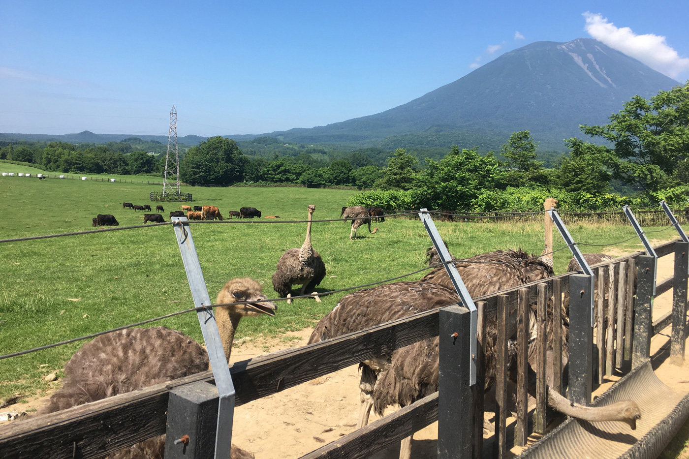 我が子を食らうダチョウ Kailo